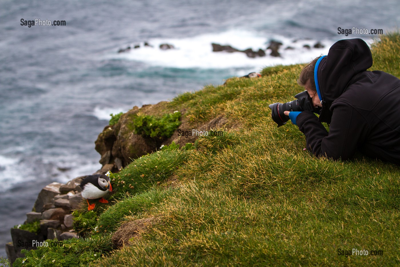 OISEAUX, FAUNE D’ISLANDE, EUROPE 