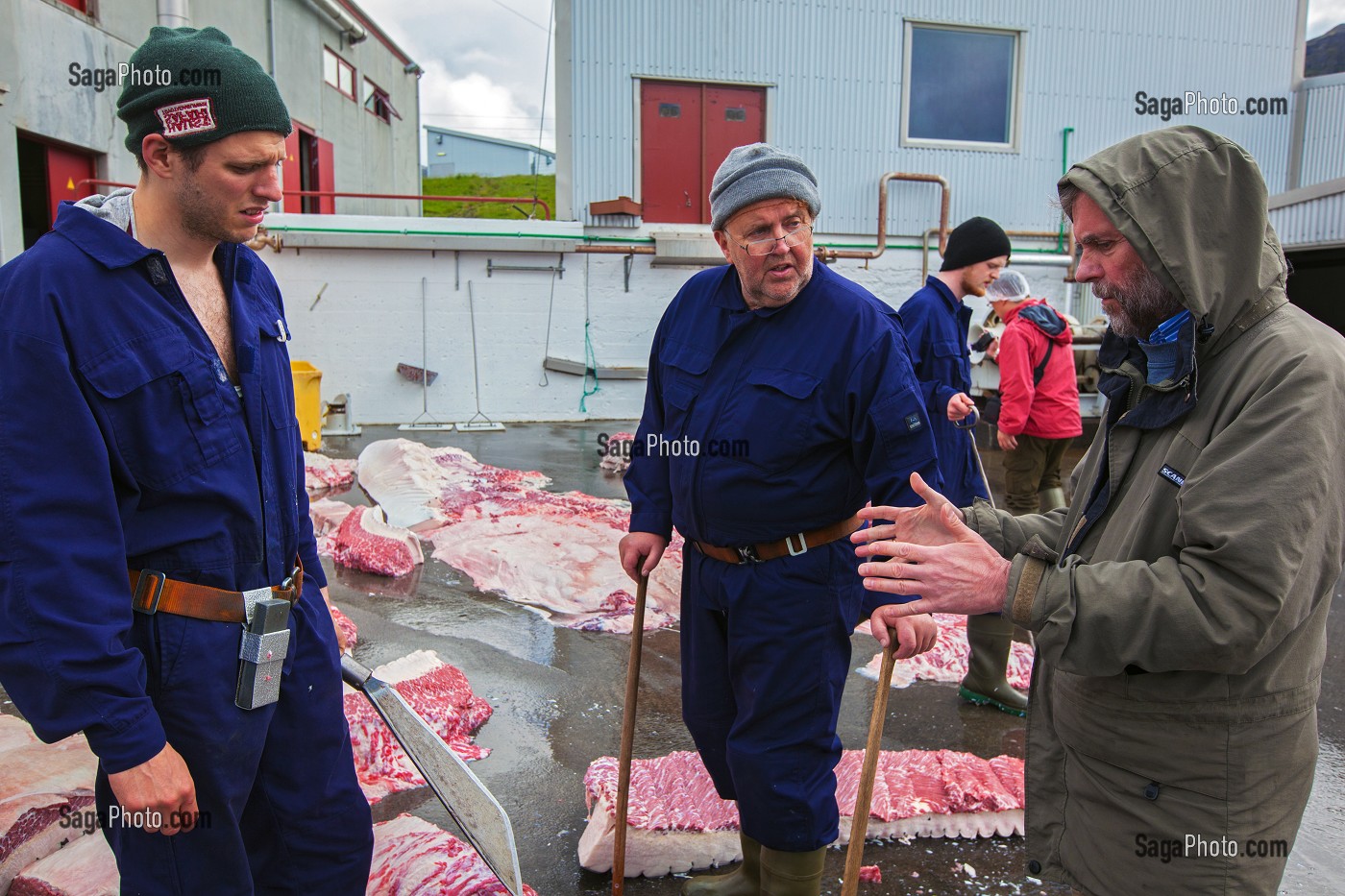 CHASSE A LA BALEINE EN ISLANDE, EUROPE 
