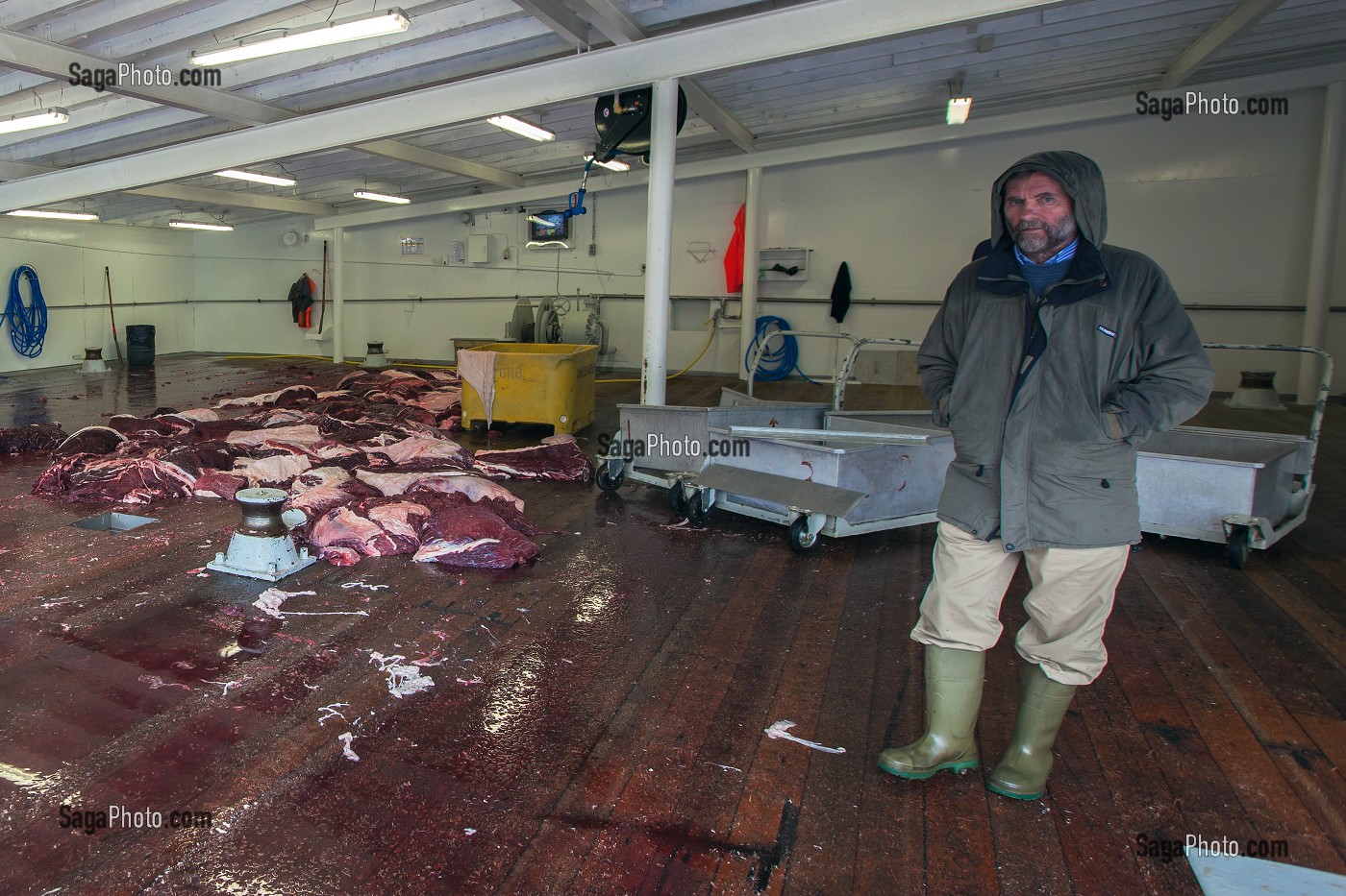 CHASSE A LA BALEINE EN ISLANDE, EUROPE 