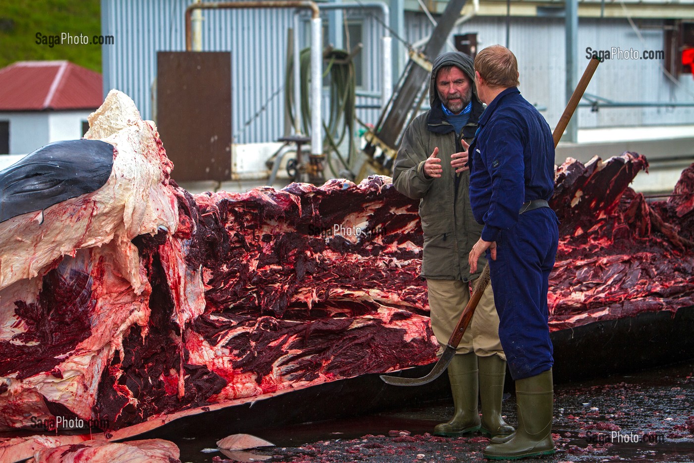 CHASSE A LA BALEINE EN ISLANDE, EUROPE 