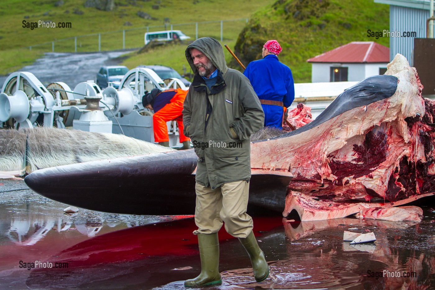 CHASSE A LA BALEINE EN ISLANDE, EUROPE 