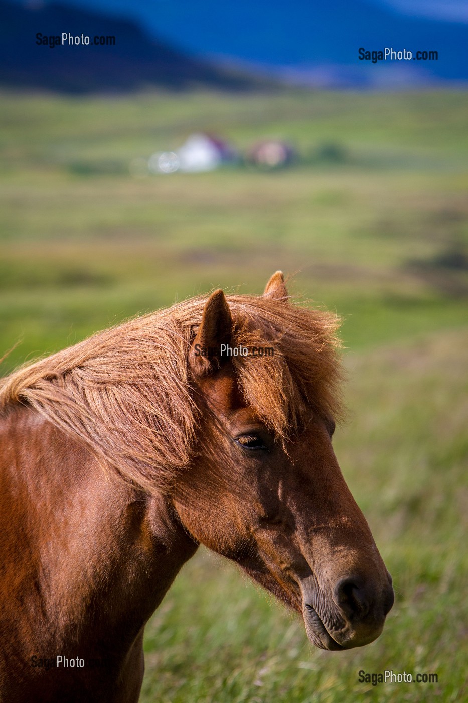 ELEVAGE DE CHEVAUX ISLANDAIS, ISLANDE, EUROPE