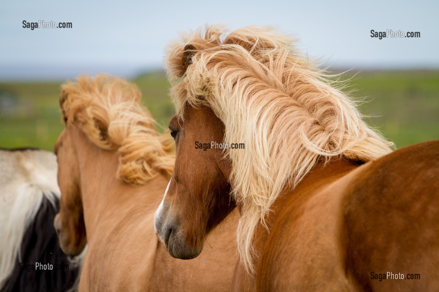 ELEVAGE DE CHEVAUX ISLANDAIS, ISLANDE, EUROPE 