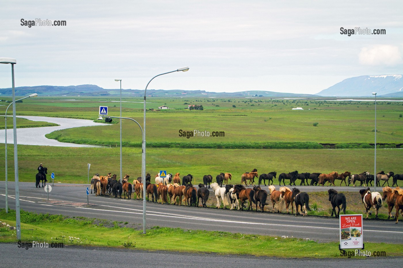 ELEVAGE DE CHEVAUX ISLANDAIS, ISLANDE, EUROPE