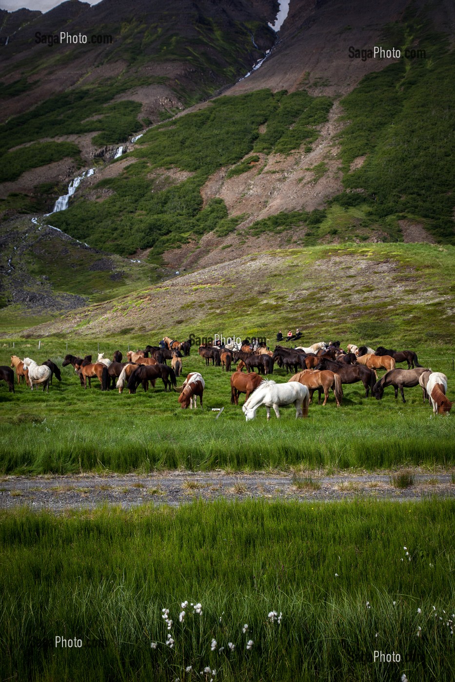 ELEVAGE DE CHEVAUX ISLANDAIS, ISLANDE, EUROPE 