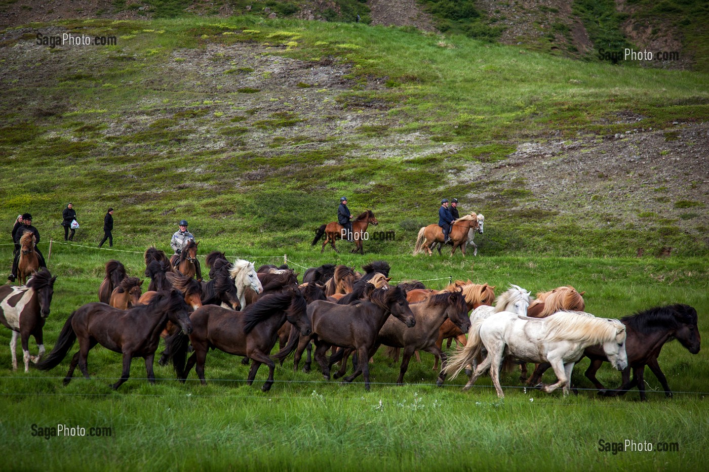 ELEVAGE DE CHEVAUX ISLANDAIS, ISLANDE, EUROPE 