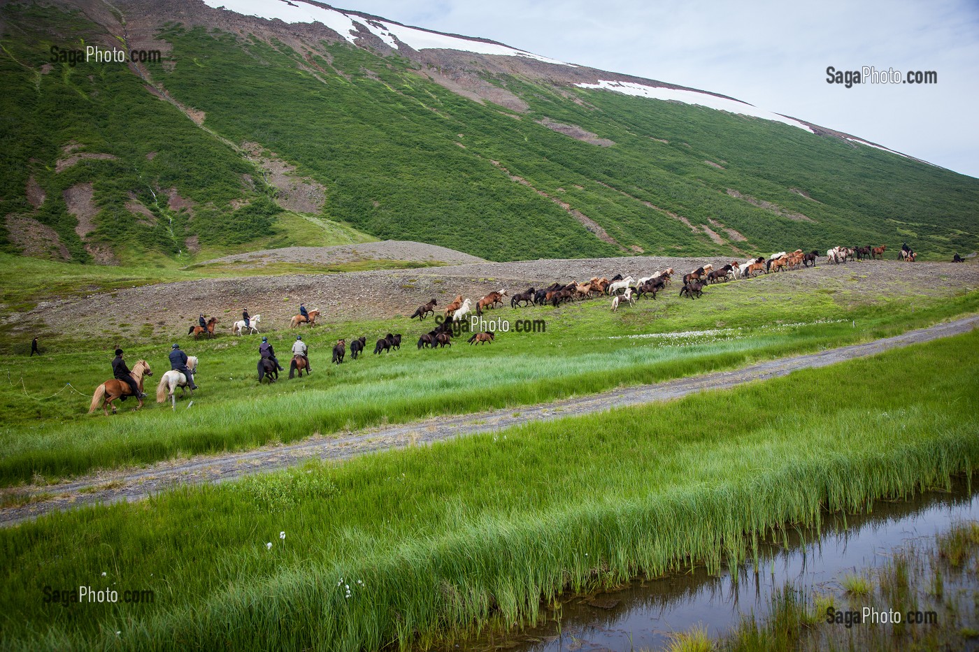 ELEVAGE DE CHEVAUX ISLANDAIS, ISLANDE, EUROPE 