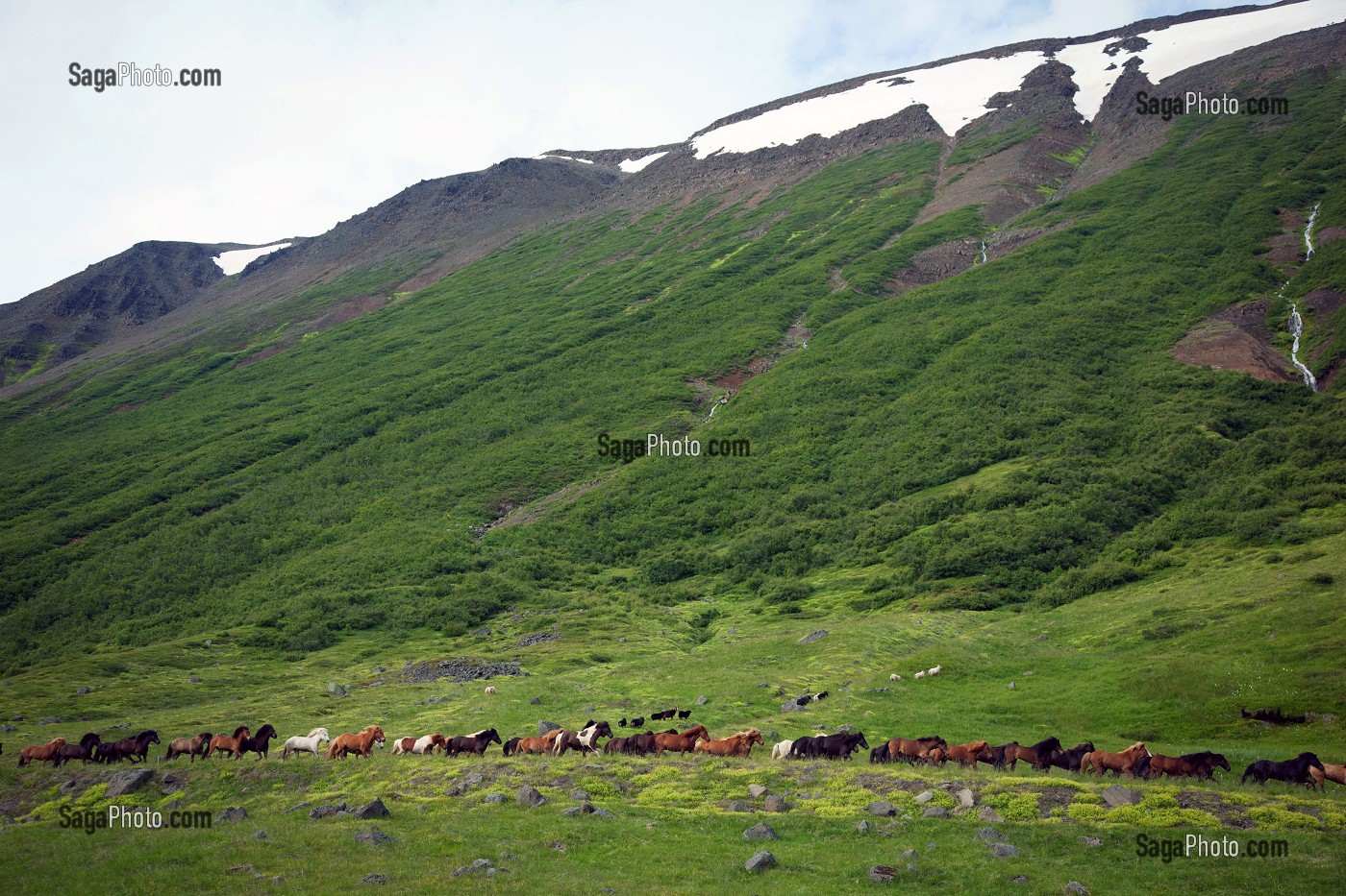 ELEVAGE DE CHEVAUX ISLANDAIS, ISLANDE, EUROPE