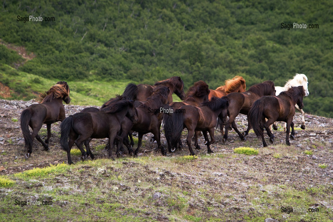 ELEVAGE DE CHEVAUX ISLANDAIS, ISLANDE, EUROPE 