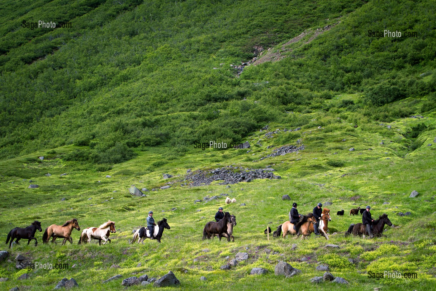 ELEVAGE DE CHEVAUX ISLANDAIS, ISLANDE, EUROPE 