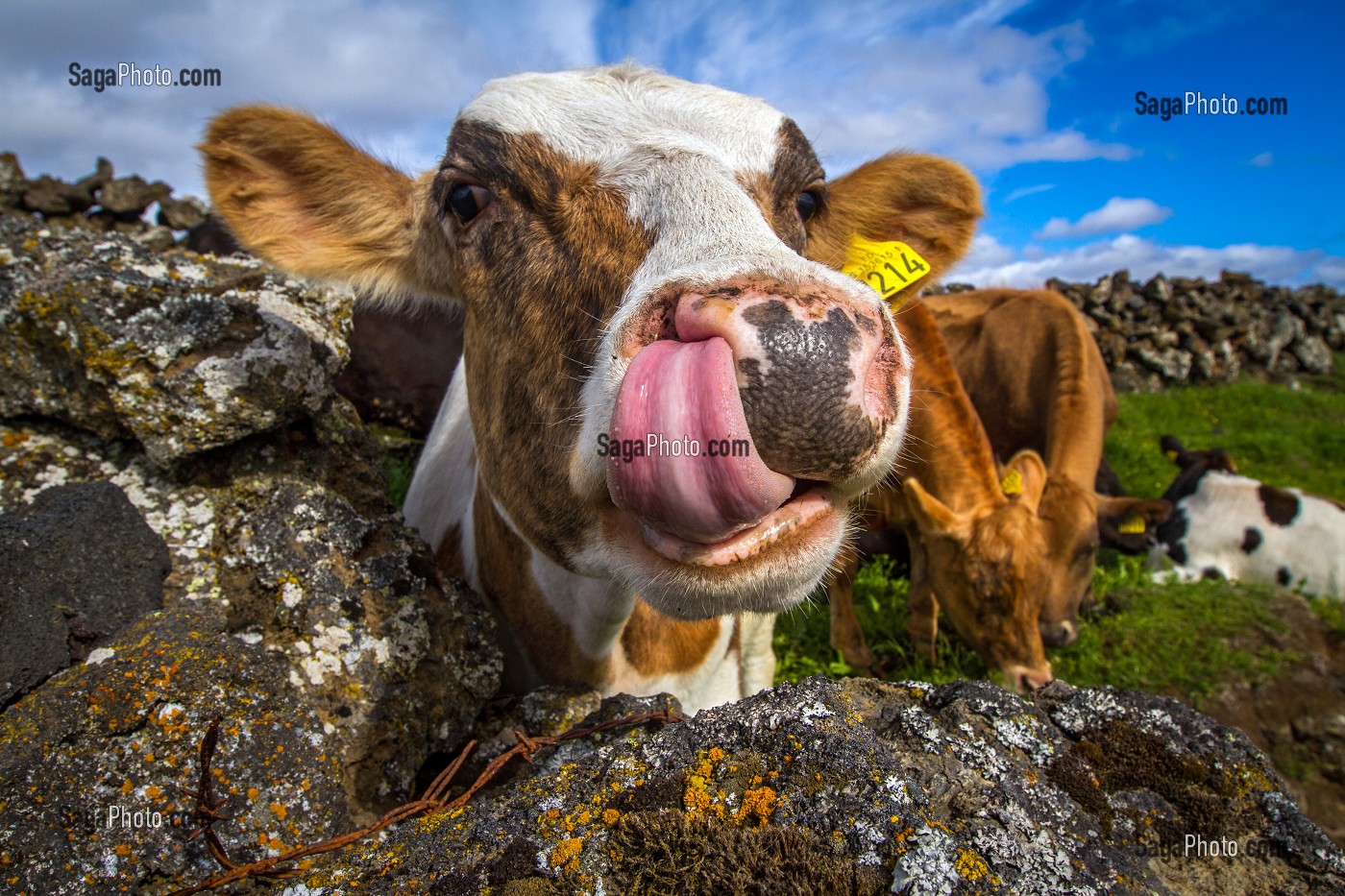 ELEVAGE, AGRICULTURE EN ISLANDE, EUROPE 