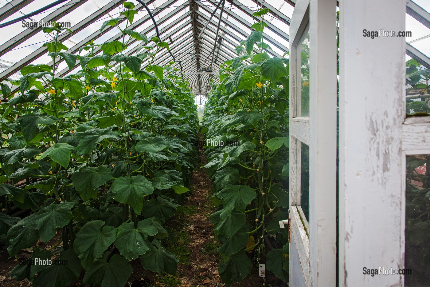 AGRICULTURE ET GEOTHERMIE, ISLANDE, EUROPE 