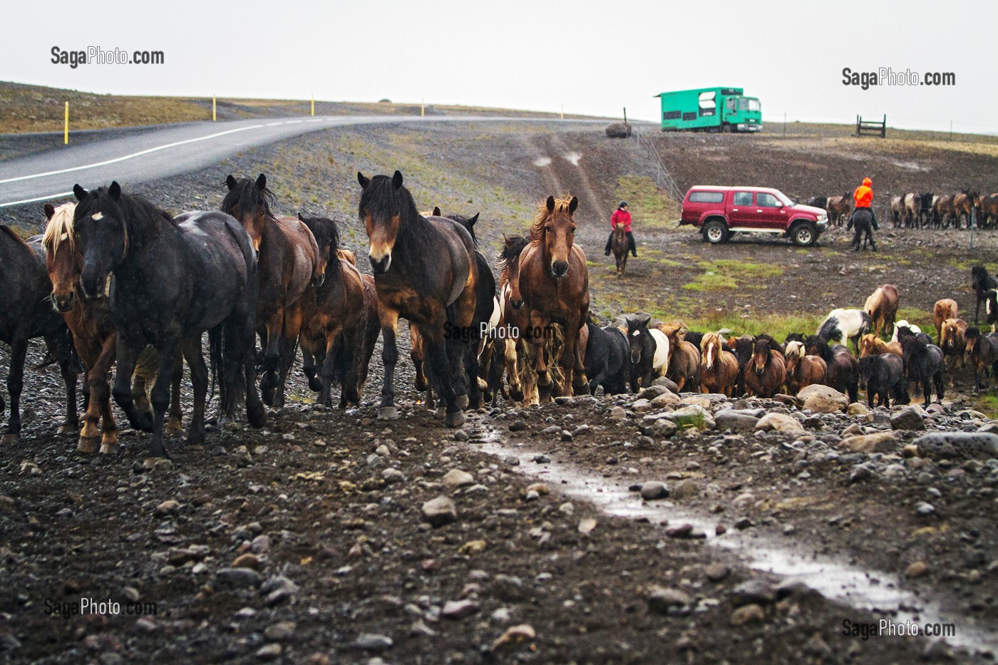 ELEVAGE DE CHEVAUX ISLANDAIS, ISLANDE, EUROPE 