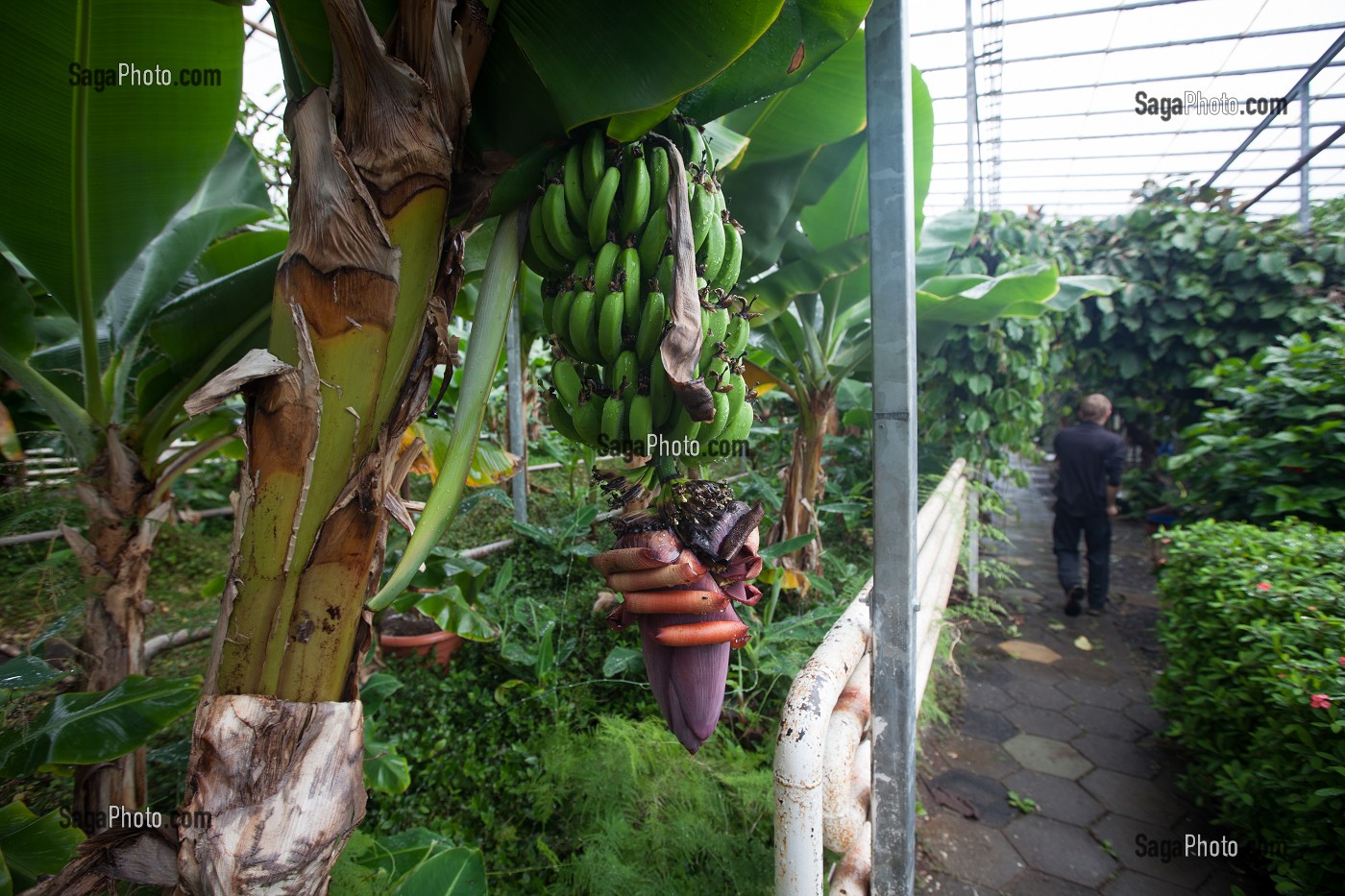 AGRICULTURE ET GEOTHERMIE, ISLANDE, EUROPE 