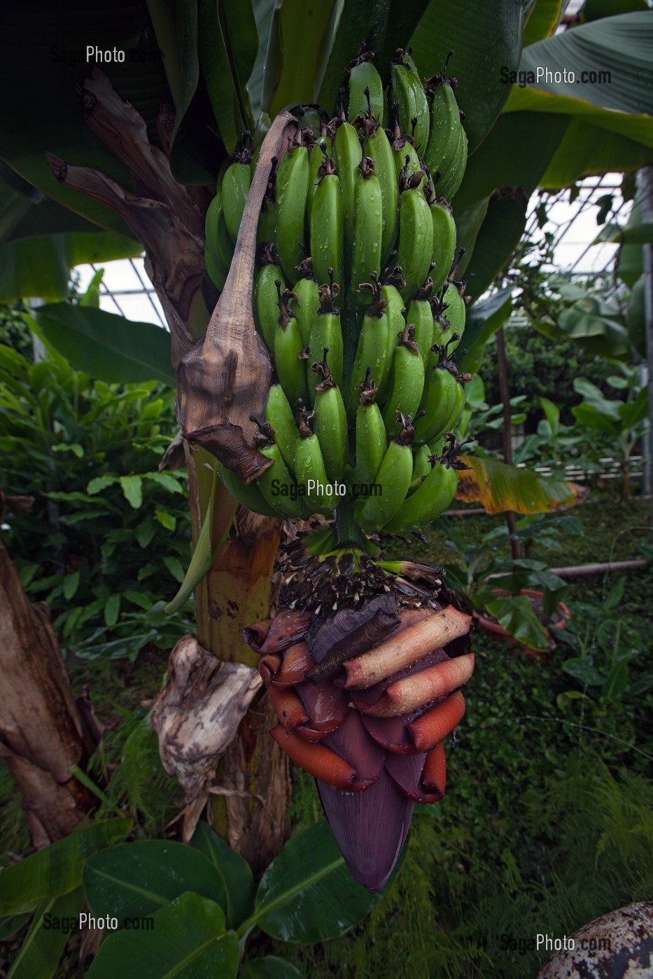 AGRICULTURE ET GEOTHERMIE, ISLANDE, EUROPE 