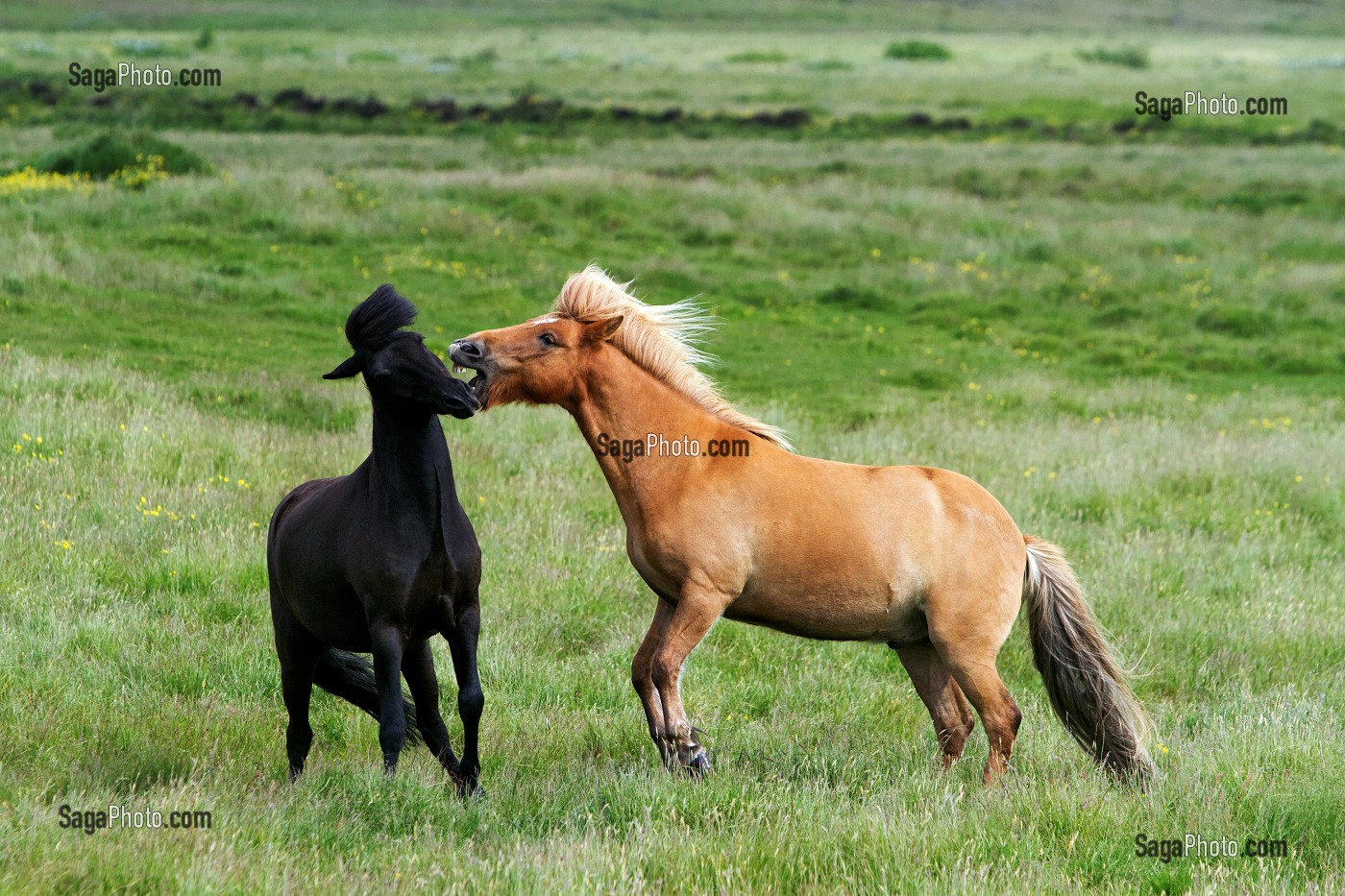 ELEVAGE DE CHEVAUX ISLANDAIS, ISLANDE, EUROPE 