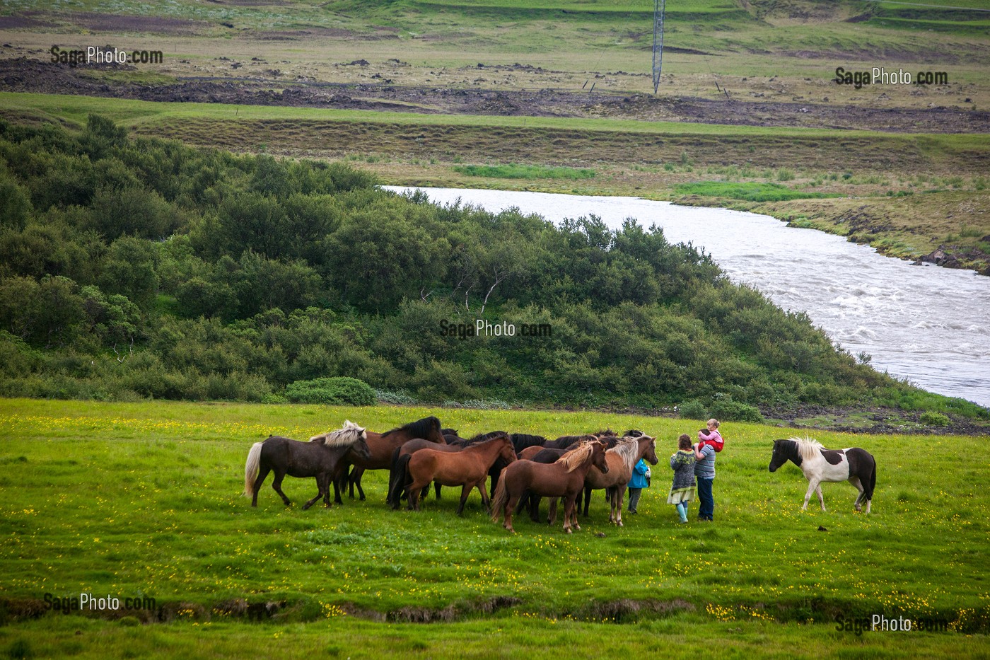 ELEVAGE DE CHEVAUX ISLANDAIS, ISLANDE, EUROPE 