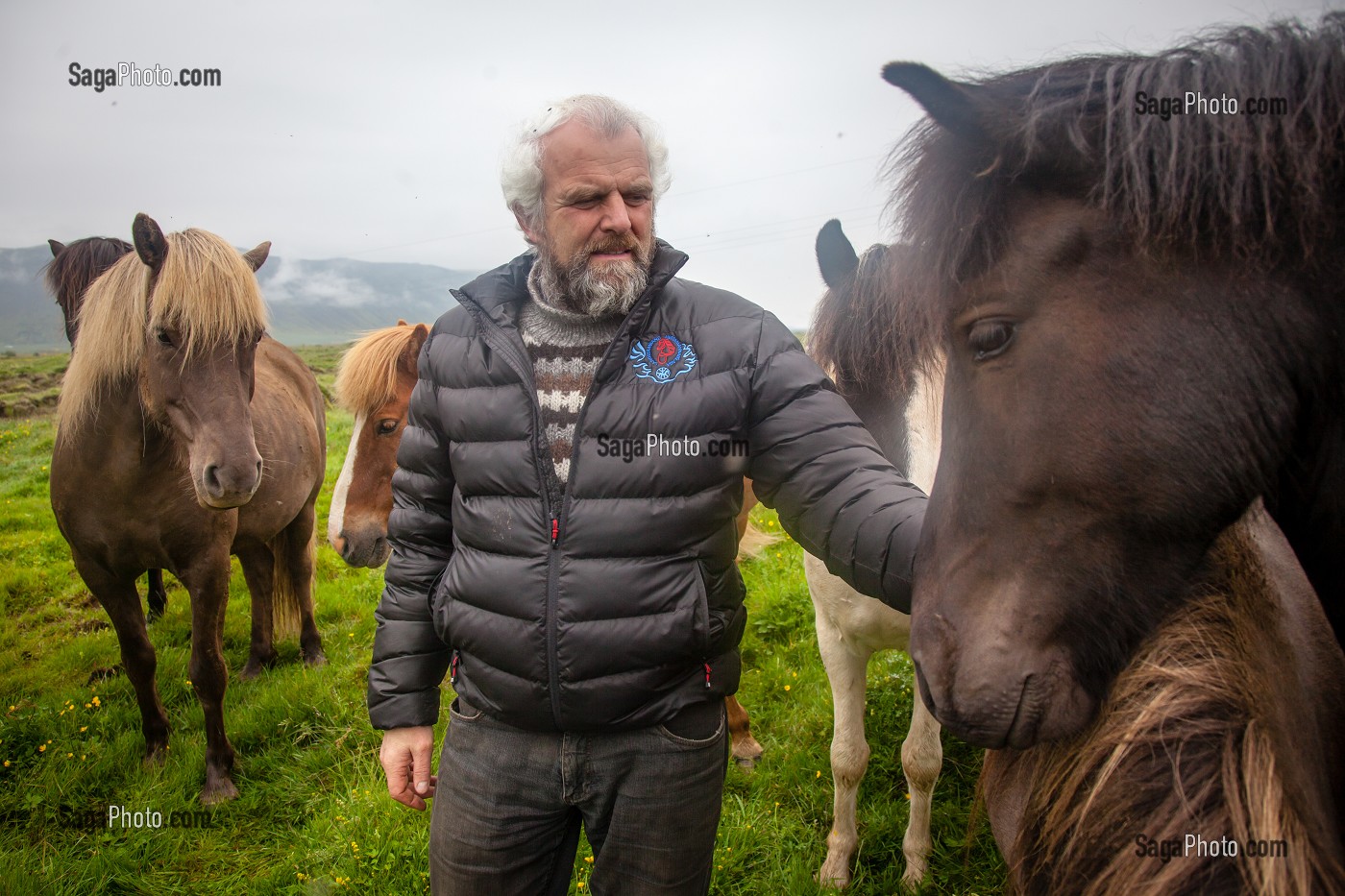 ELEVAGE DE CHEVAUX ISLANDAIS, ISLANDE, EUROPE 