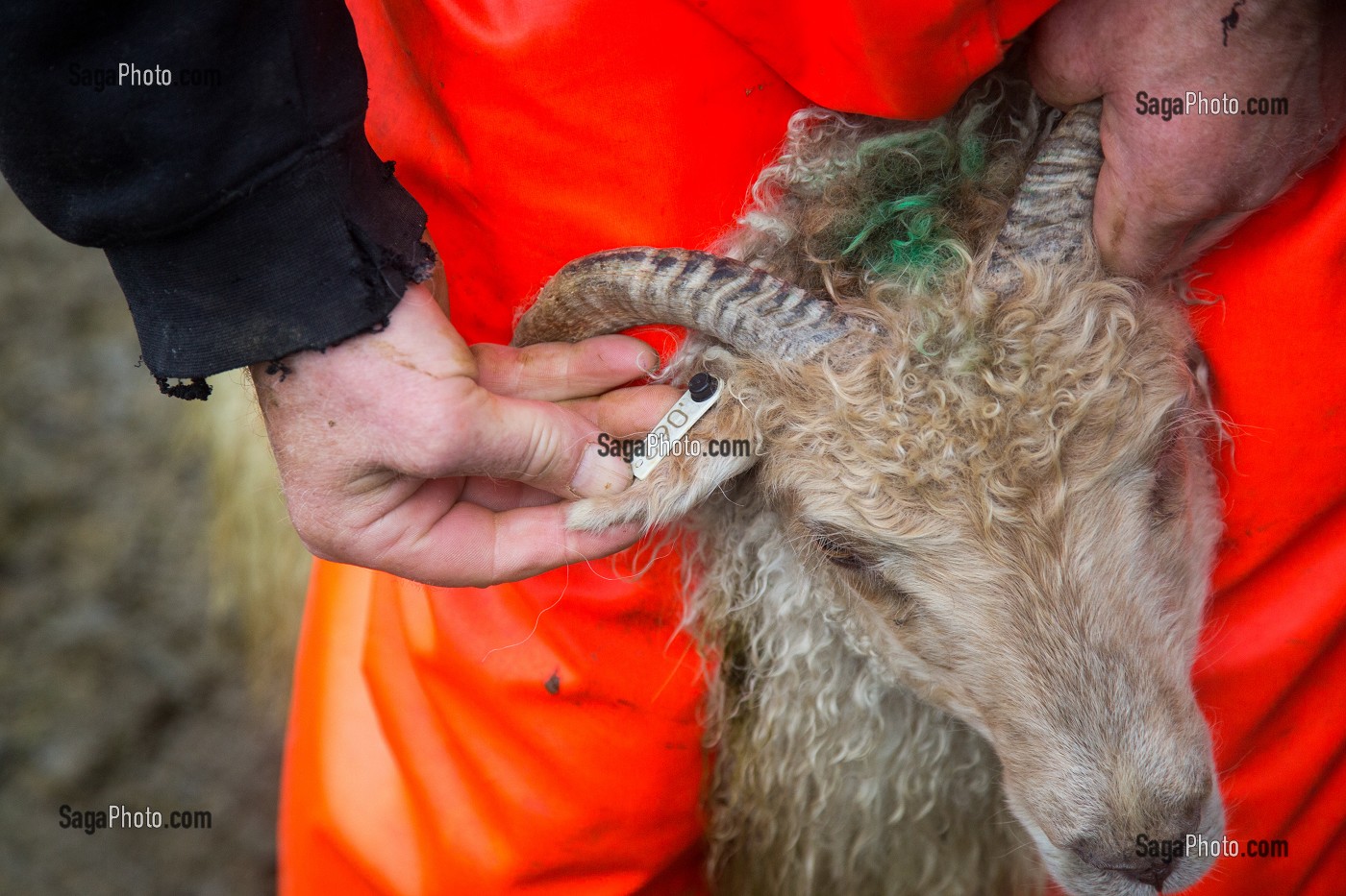 VOYAGE EN ISLANDE, EUROPE 