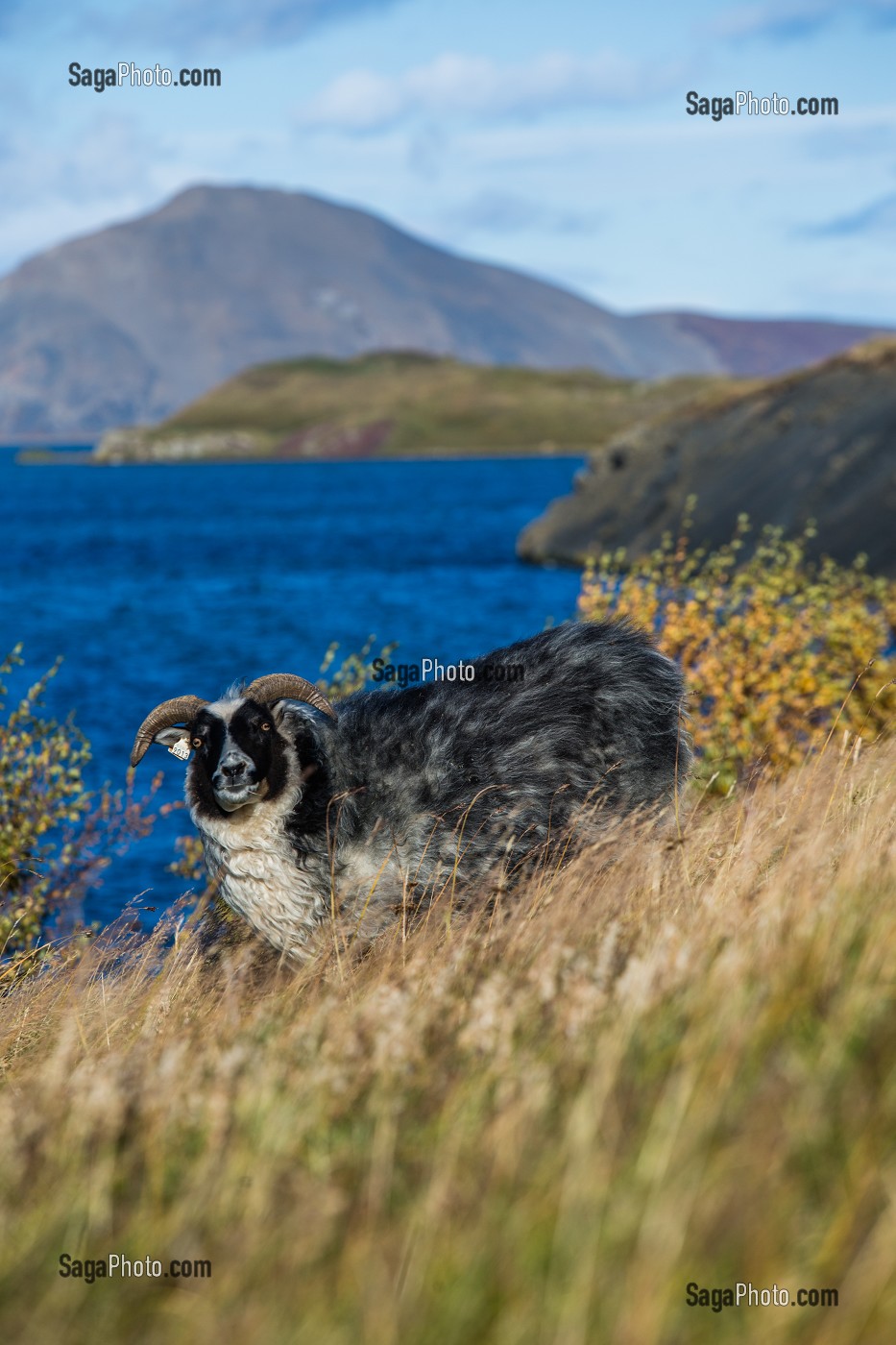 VOYAGE EN ISLANDE, EUROPE 
