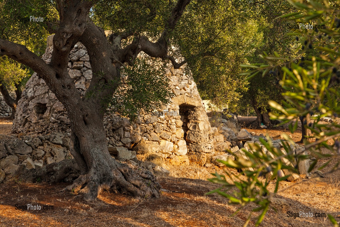 ABRI EN PIERRE AU MILIEU D'UN CHAMP D'OLIVIERS, CULTURE DE L'OLIVE, LES POUILLES, ITALIE 