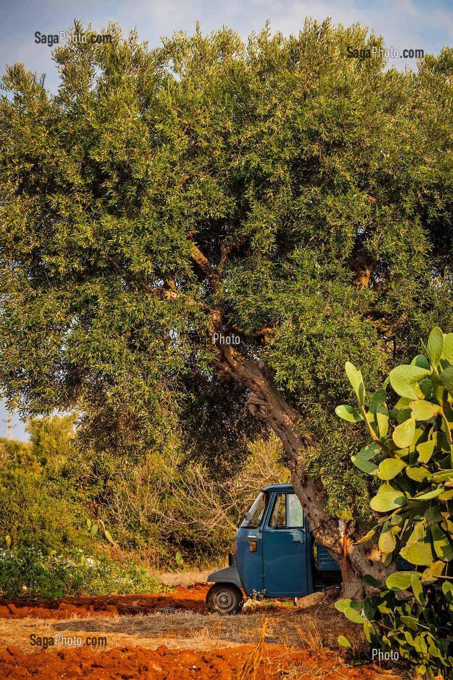 TRIPORTEUR DANS UN CHAMP D'OLIVIERS, CASTRIGNANO DEL CAPO, LES POUILLES, ITALIE 