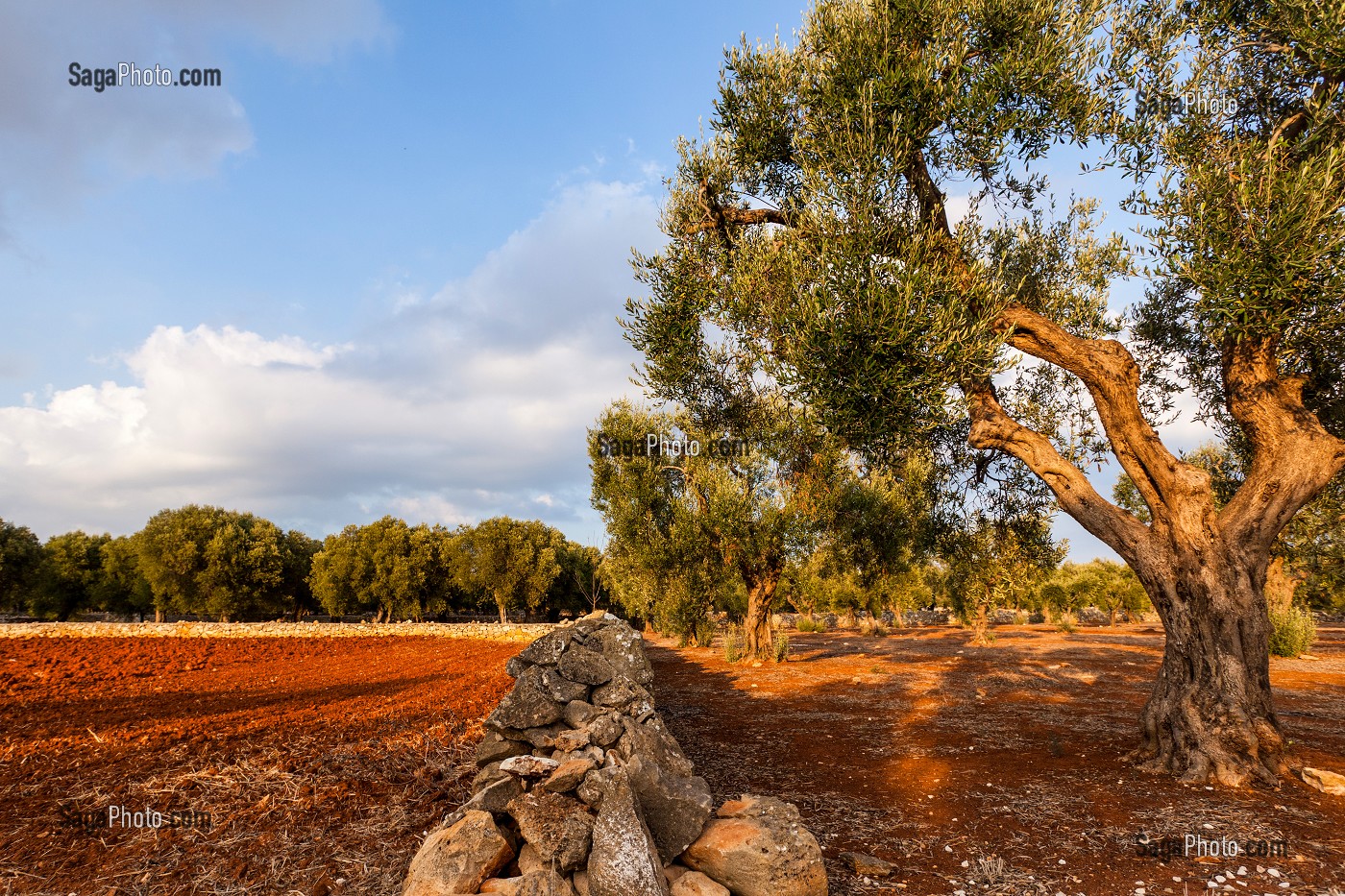 CHAMP LABOURE ET OLIVIERS, AGRICULTURE DE LA REGION DE CASTRIGNANO DEL CAPO, LES POUILLES, ITALIE 