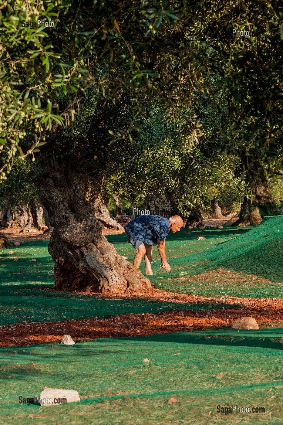 PREPARATION DES FILETS POUR LA RECOLTE DES OLIVES, AGRICULTURE DANS LA REGION DE CASTRIGNANO DEL CAPO, LES POUILLES, ITALIE 