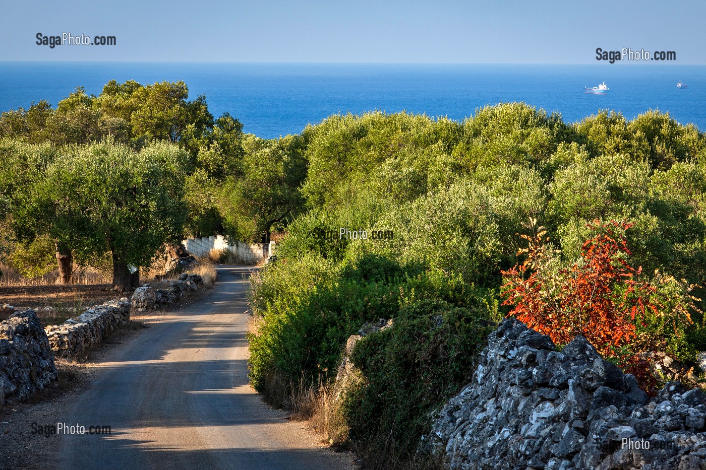 OLIVERAIE AU BORD DE LA MER, REGION DE CASTRIGNANO DEL CAPO, COMMUNE LA PLUS MERIDIONALE DES POUILLES, SITUEE A L'EXTREME SUD DU TALON DE LA BOTTE ITALIENNE, LES POUILLES, ITALIE 