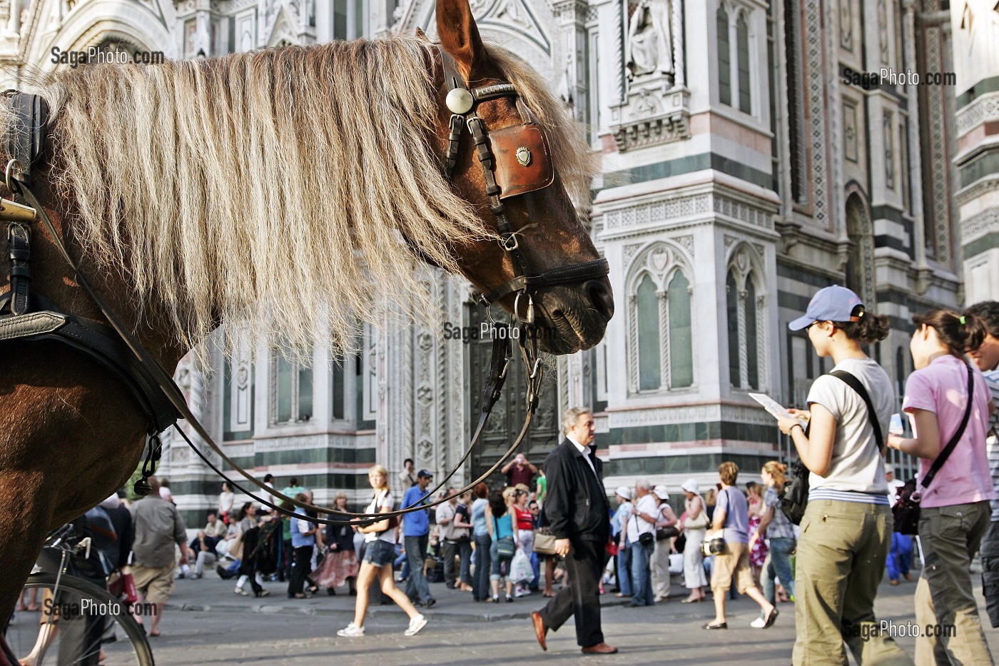 CHEVAL DE CALECHE DEVANT LE DUOMO, CATHEDRALE SANTA MARIA DEL FIORE, FLORENCE, TOSCANE, ITALIE 