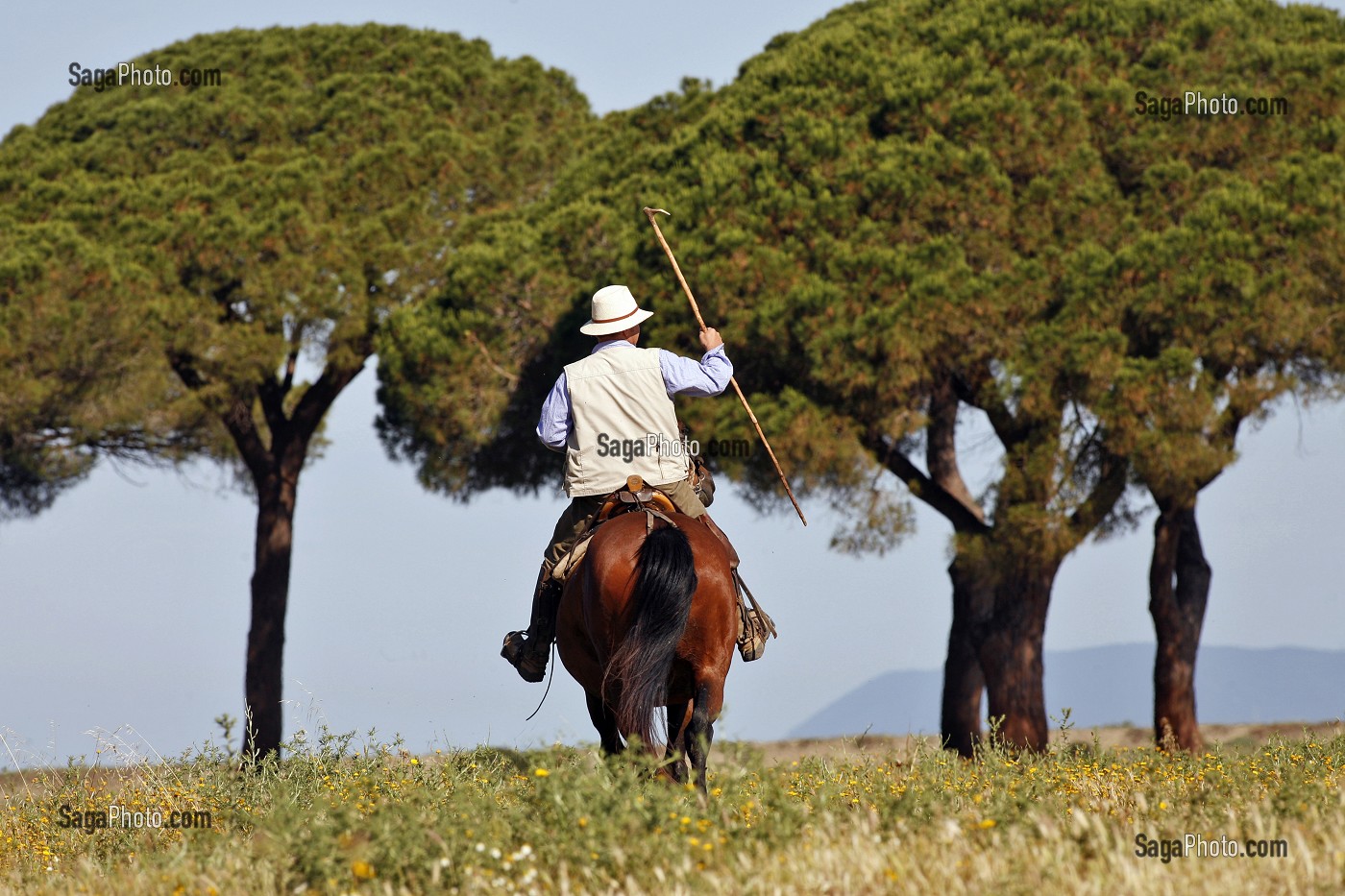 BUTTERI, 'COW-BOYS TOSCANS', AZIENDA REGIONALE AGRICOLA DI ALBERESE, UNIQUE 'FERME' DANS LE PARC NATUREL DE MAREMME, SPERGOLAIA, REGION DE GROSSETO, MAREMMA, TOSCANE, ITALIE 