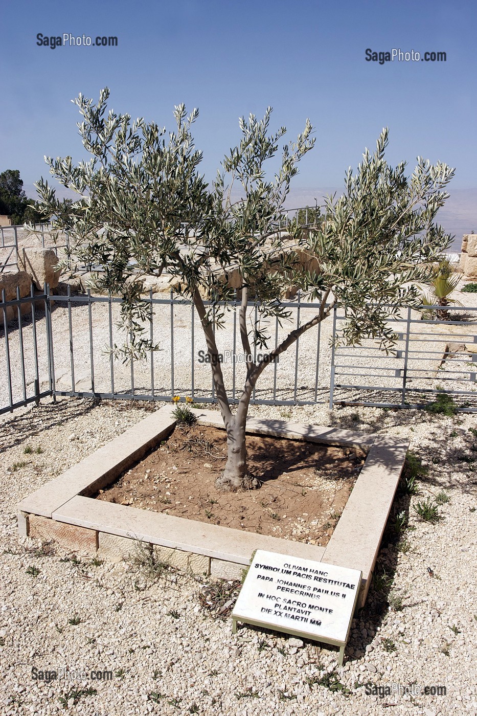 OLIVIER PLANTE PAR LE PAPE JEAN-PAUL II LORS DE SA VISITE EN 2000 AU SOMMET DU MONT NEBO, LIEU DE LA MORT DE MOISE APRES AVOIR CONTEMPLE LA TERRE PROMISE, MONT NEBO, REGION DE LA MER MORTE, JORDANIE 