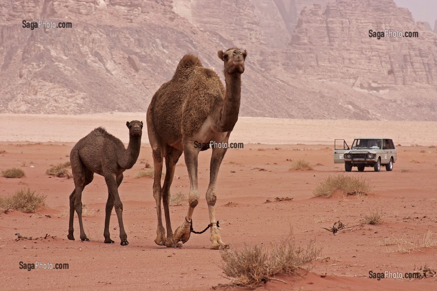 DROMADAIRES MARCHANT DANS LE DESERT DU WADI RUM FACE A UN 4X4 RANGE ROVER, DESERT DU WADI RUM, LIEU DE LAWRENCE D'ARABIE, SABLE, DESERT, JORDANIE 