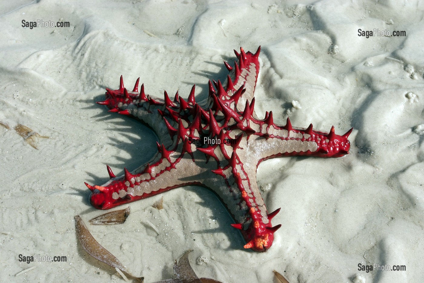 ETOILE DE MER SUR LA PLAGE, REGION DE MOMBASA, KENYA, AFRIQUE 