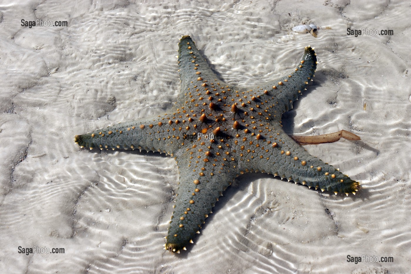 ETOILE DE MER SUR LA PLAGE, REGION DE MOMBASA, KENYA, AFRIQUE 
