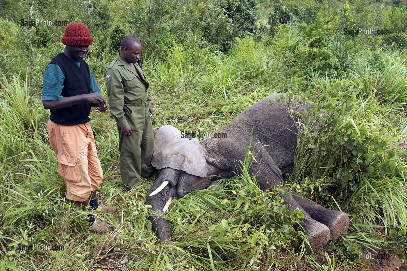 CAPTURE D'UN ELEPHANT POUR UNE MIGRATION DANS LA RESERVE NATIONALE DE SHIMBA HILLS, ELEPHANT, ELEPHANT ENDORMI, GARDE, REGION DE MOMBASA, KENYA, AFRIQUE 