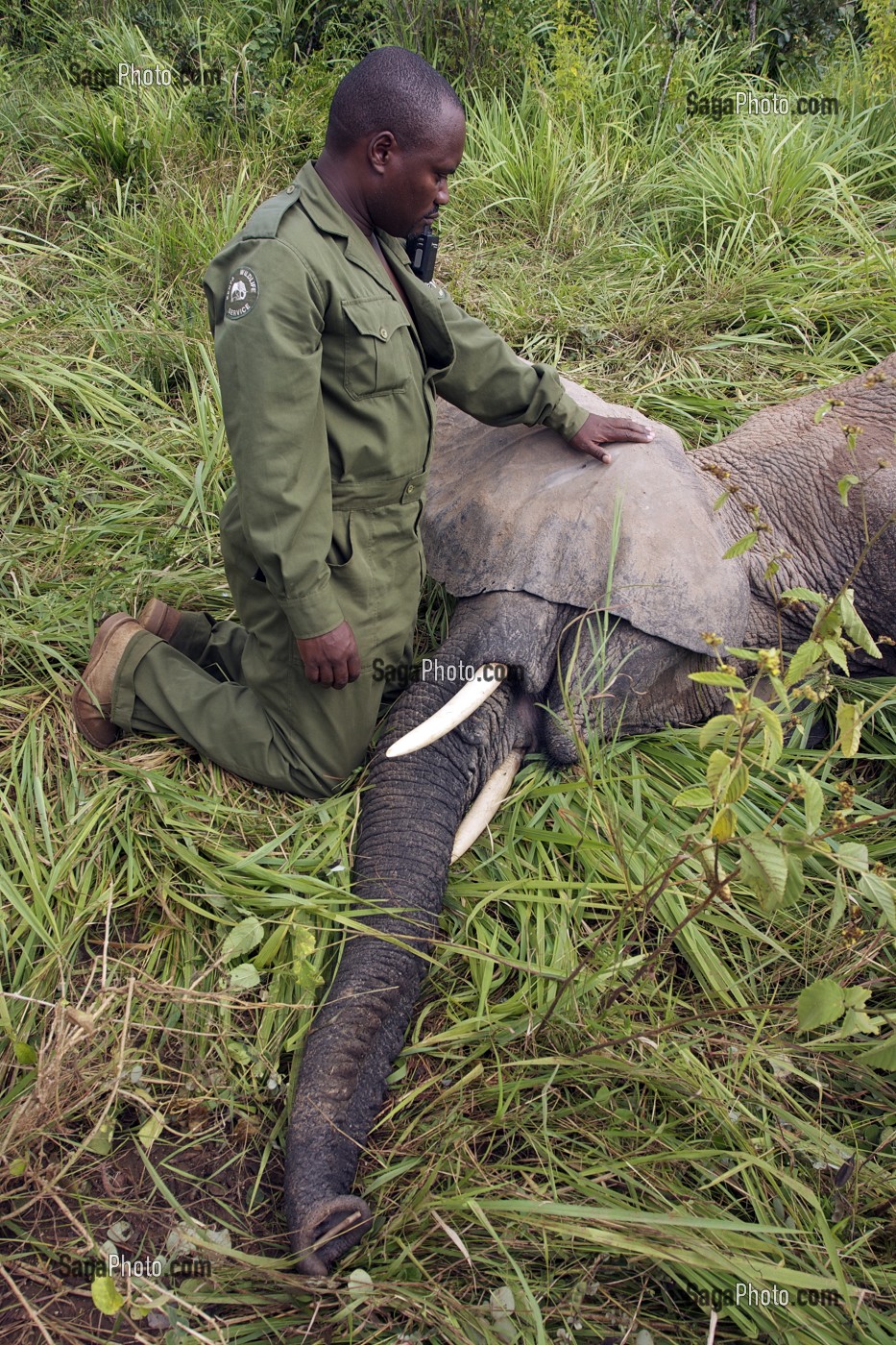 CAPTURE D'UN ELEPHANT POUR UNE MIGRATION DANS LA RESERVE NATIONALE DE SHIMBA HILLS, RESERVE NATIONALE DE SHIMBA HILLS, ELEPHANT, ELEPHANT ENDORMI, REGION DE MOMBASA, KENYA, AFRIQUE 