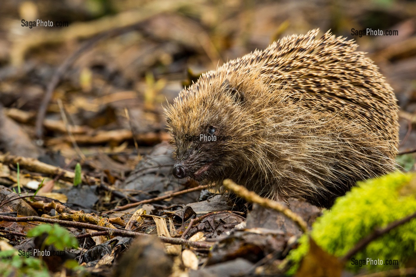 ANIMAUX DIVERS, EURE ET LOIR (28), CENTRE, FRANCE 