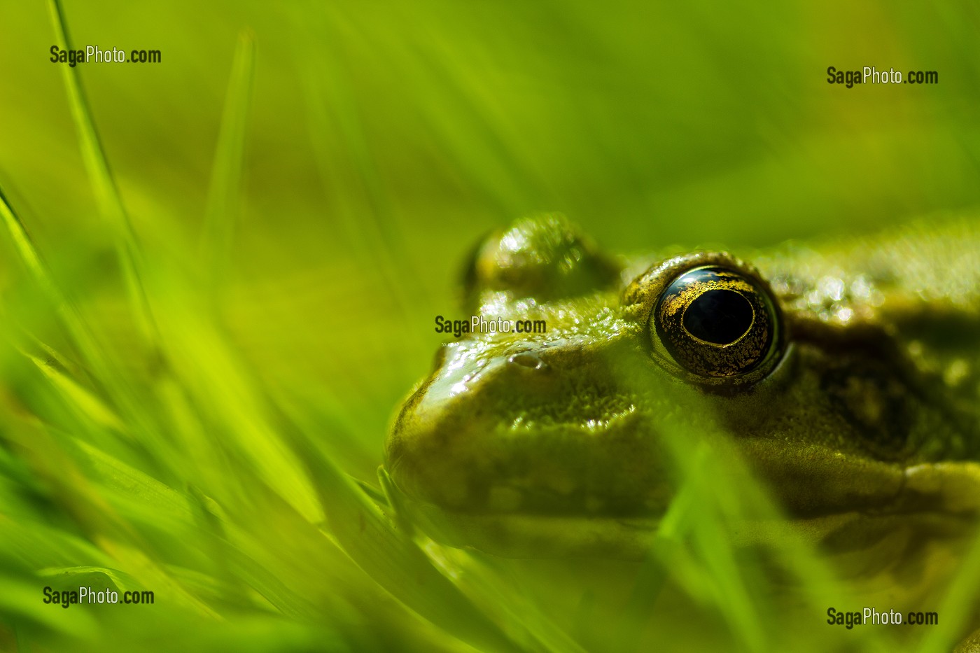 ANIMAUX DIVERS, EURE ET LOIR (28), CENTRE, FRANCE 