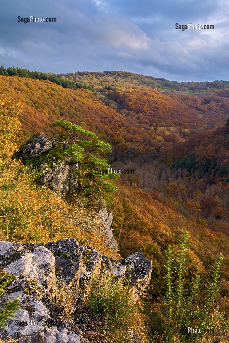 COULEURS D'AUTOMNE DANS LE CALVADOS (14), BASSE NORMANDIE, FRANCE 