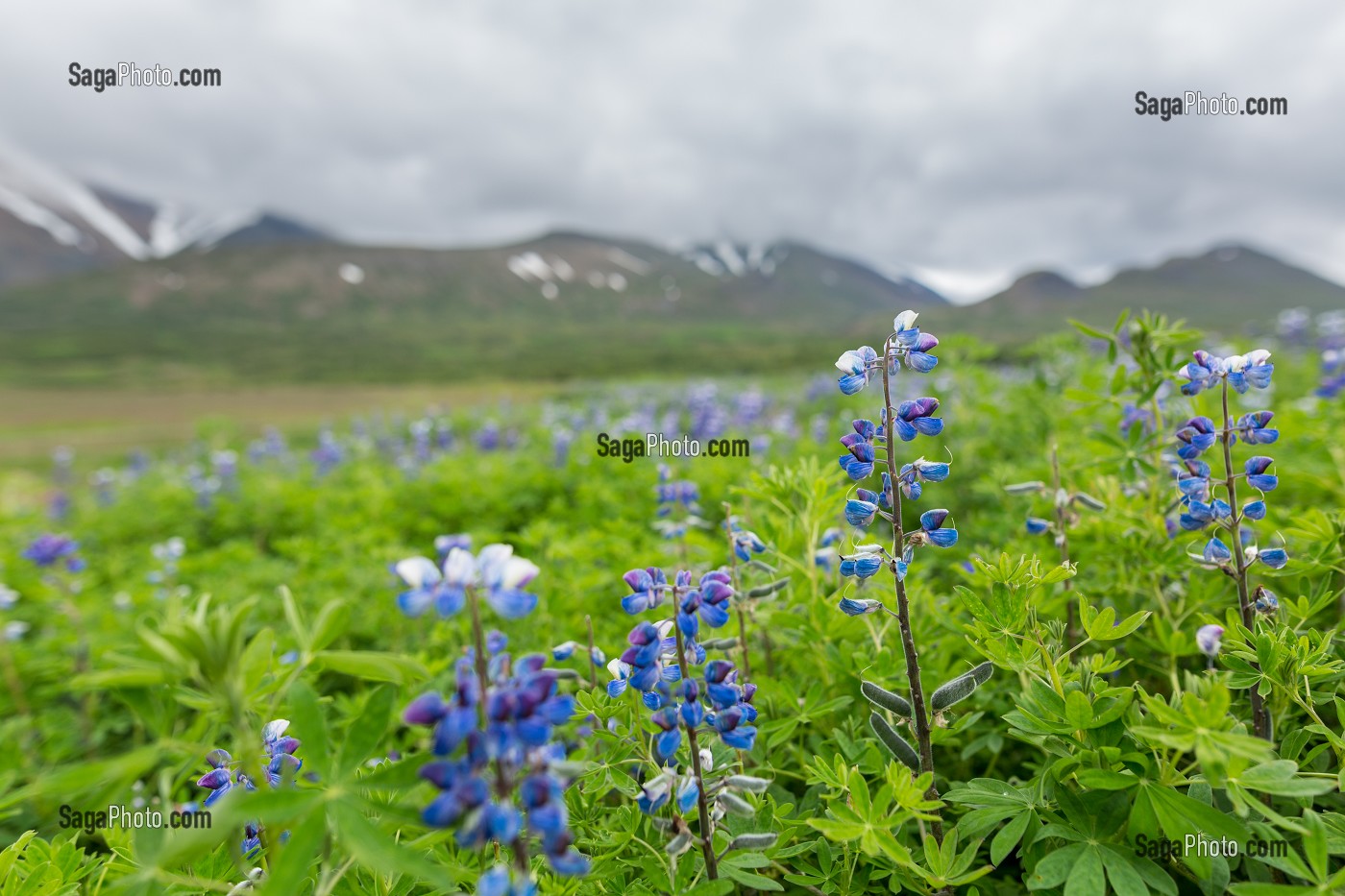 PAYSAGES D'ISLANDE 