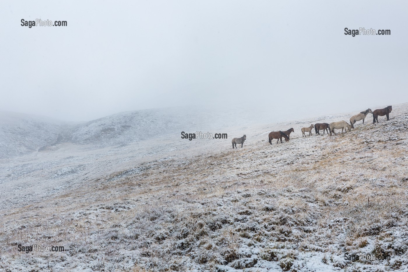 LA MONGOLIE, ASIE 