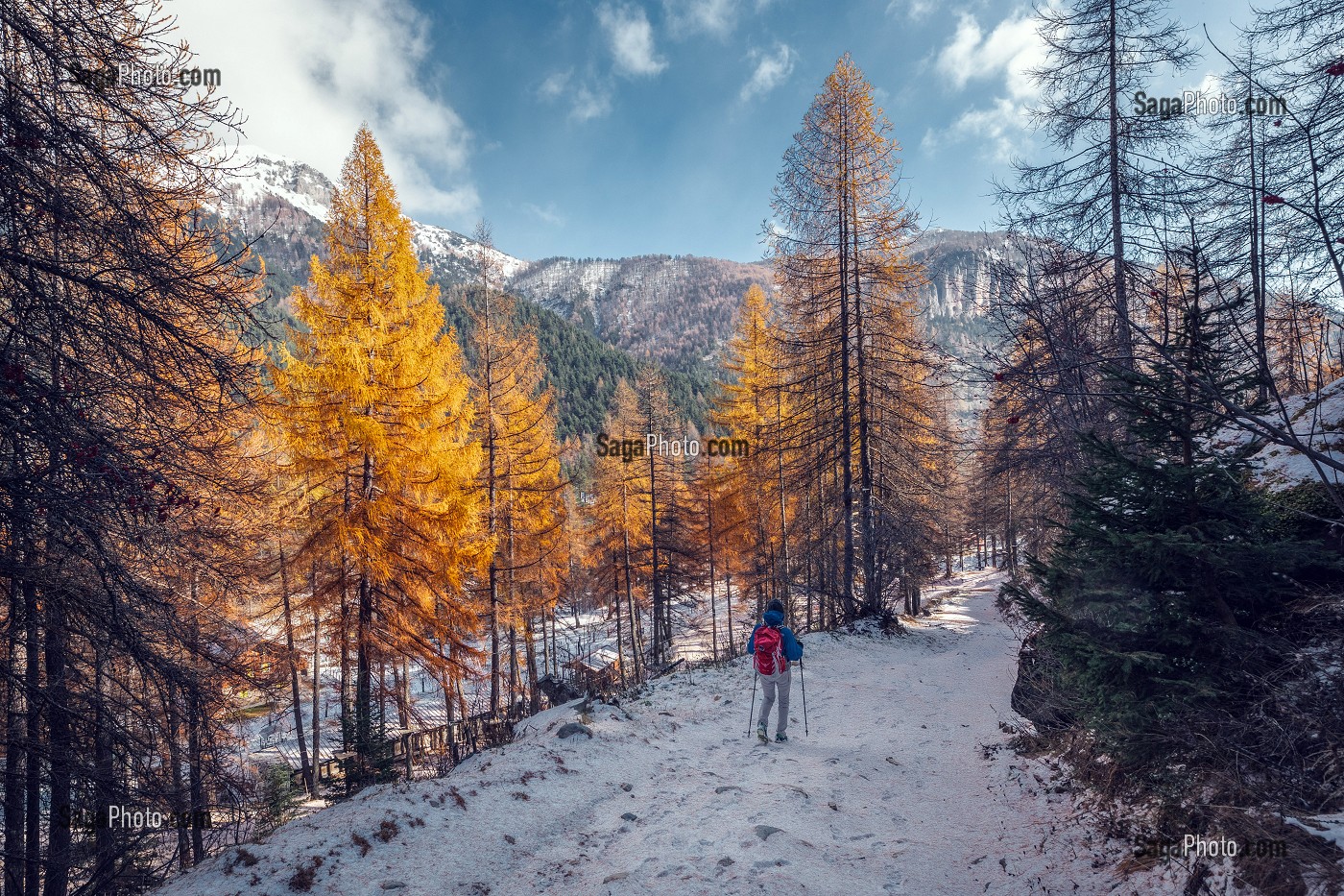 RANDONNEUSE SUR UN SENTIER ENNEIGE BORDE DE MELEZES AUX COULEURS D'AUTOMNE, TENDE, MERCANTOUR, ALPES-MARITIMES (06), PROVENCE-ALPES-COTE D'AZUR, FRANCE 
