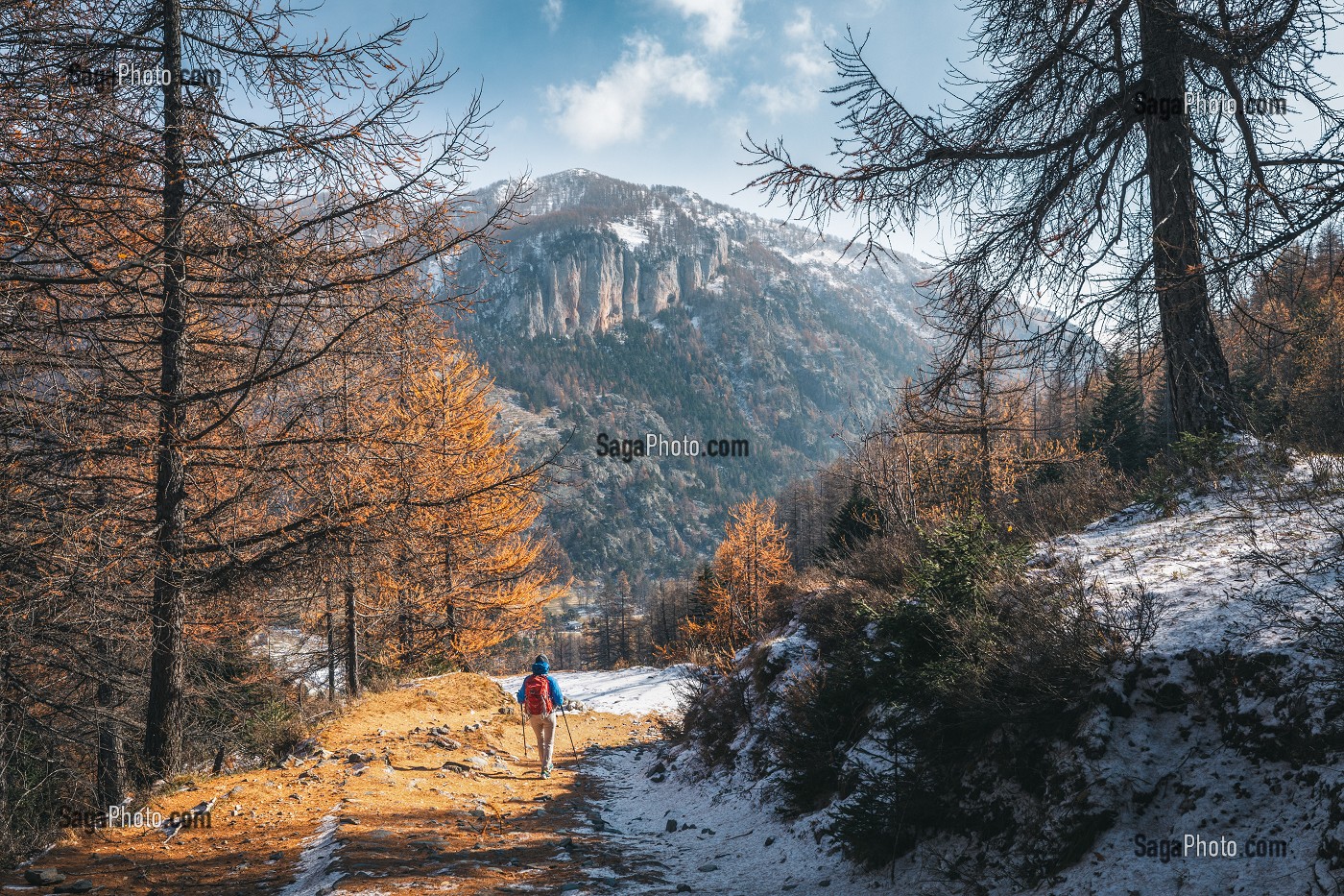 RANDONNEUSE SUR UN SENTIER ENNEIGE BORDE DE MELEZES AUX COULEURS D'AUTOMNE, TENDE, MERCANTOUR, ALPES-MARITIMES (06), PROVENCE-ALPES-COTE D'AZUR, FRANCE 