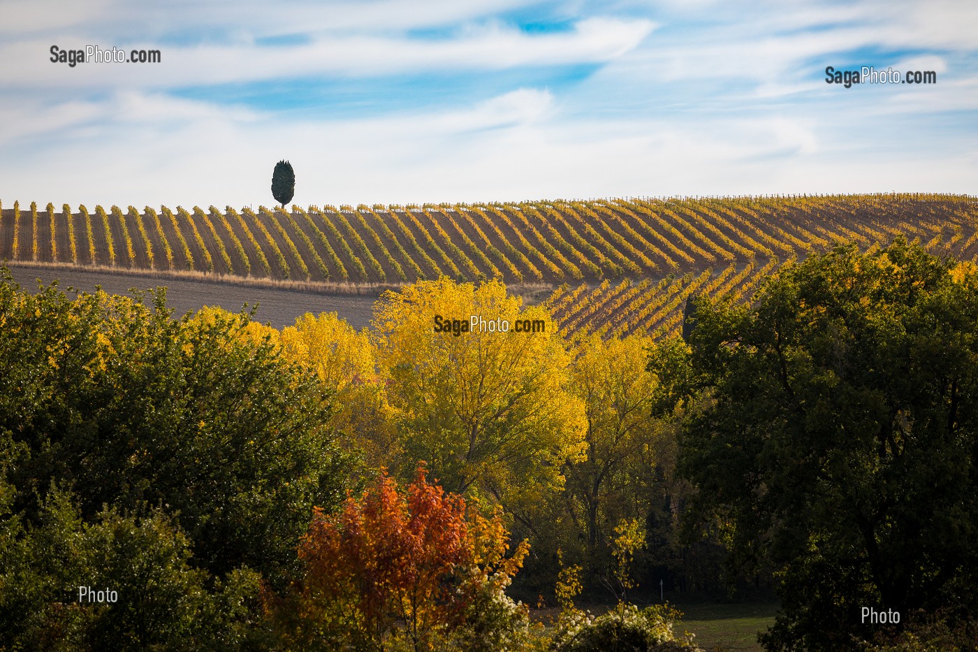 CYPRES, VIGNES ET COULEURS D'AUTOMNE, MONTALCINO, SAN QUIRICO D'ORCIA, SIENNE, TOSCANE, ITALIE 