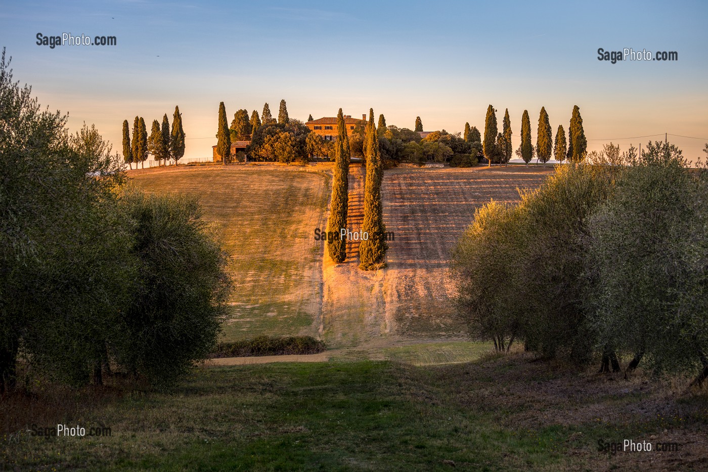 CHEMIN BORDE DE CYPRES ET D'OLIVIERS MENANT A UNE FERME, SAN QUIRICO D'ORCIA, SIENNE, TOSCANE, ITALIE 