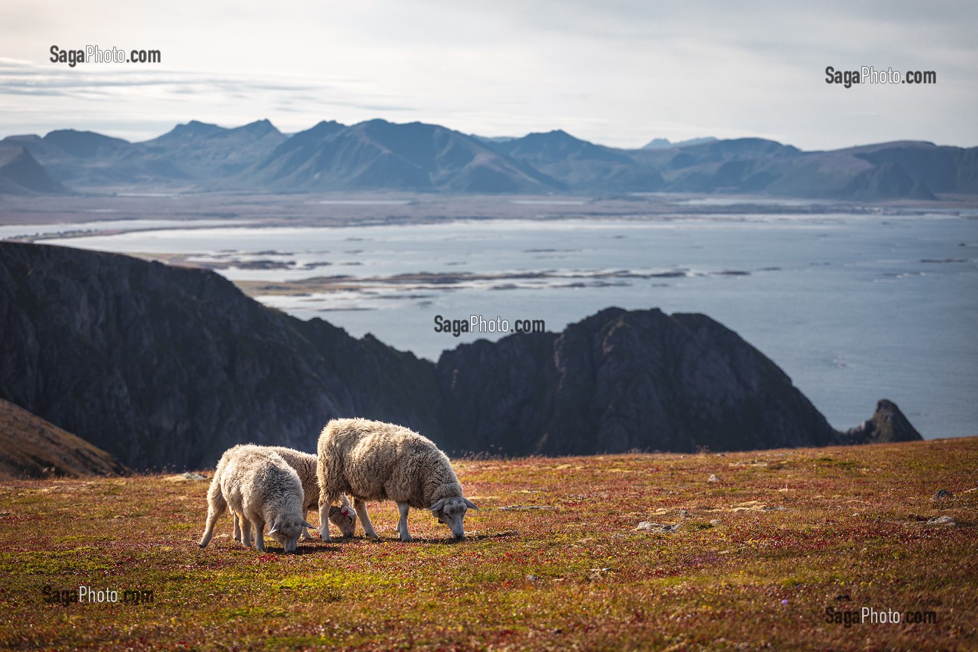 MOUTONS BROUTANT SUR L'ILE D'ANDOYA, NORVEGE 