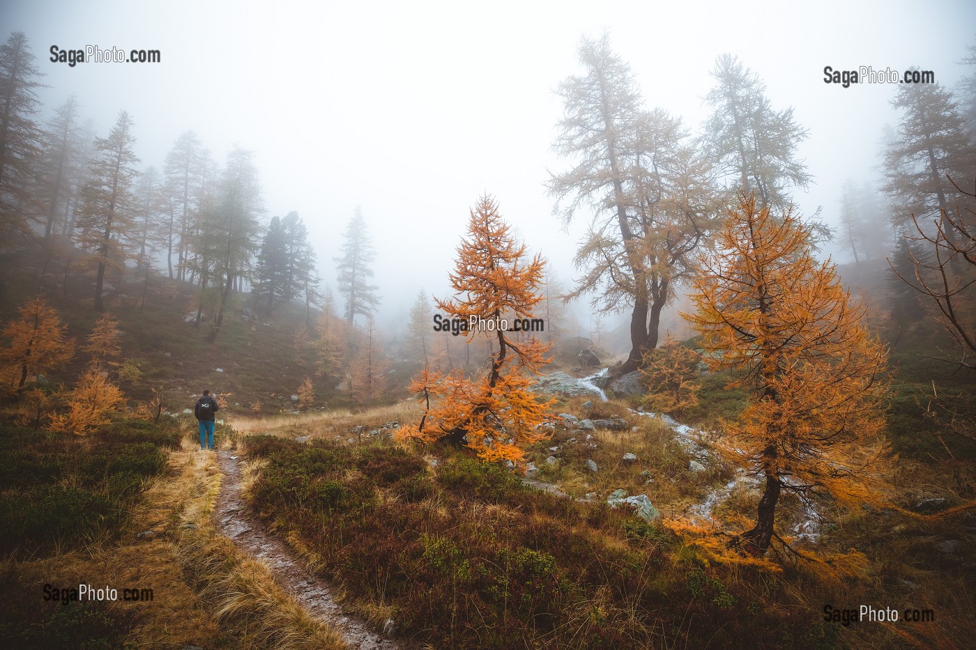 RANDONNEUR TRAVERSANT UNE FORET DE MELEZES AUX COULEURS AUTOMNALES DANS LE BROUILLARD, PARC NATIONAL DU MERCANTOUR, SAINT-MARTIN-VESUBIE, PROVENCE-ALPES-COTE-D'AZUR, (06) ALPES-MARITIMES, FRANCE 