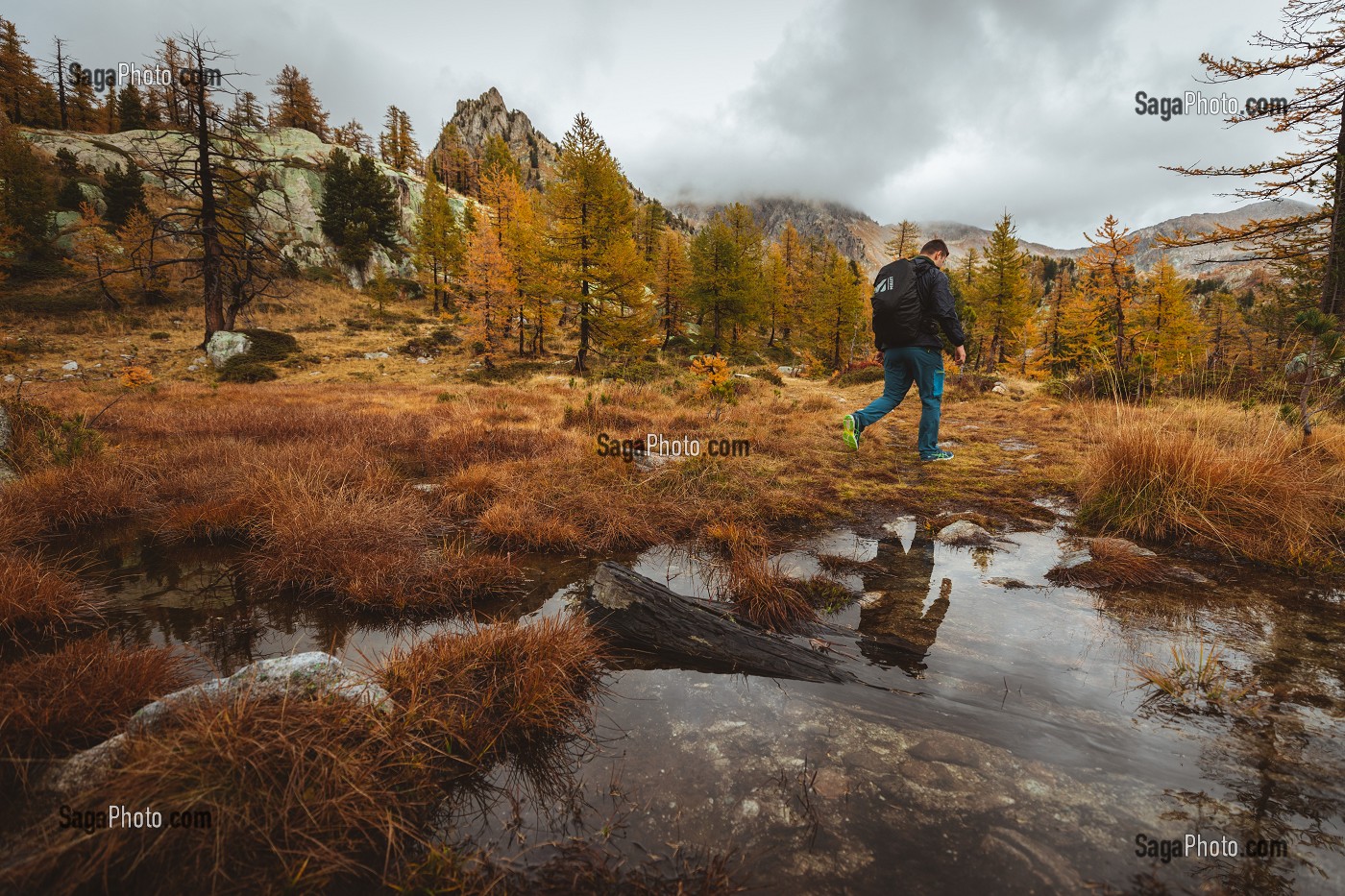 RANDONNEUR FRANCHISSANT UN RUISSEAU DANS UNE FORET DE MELEZES AUX COULEURS AUTOMNALES, PARC NATIONAL DU MERCANTOUR, SAINT-MARTIN-VESUBIE, PROVENCE-ALPES-COTE-D'AZUR, (06) ALPES-MARITIMES, FRANCE 