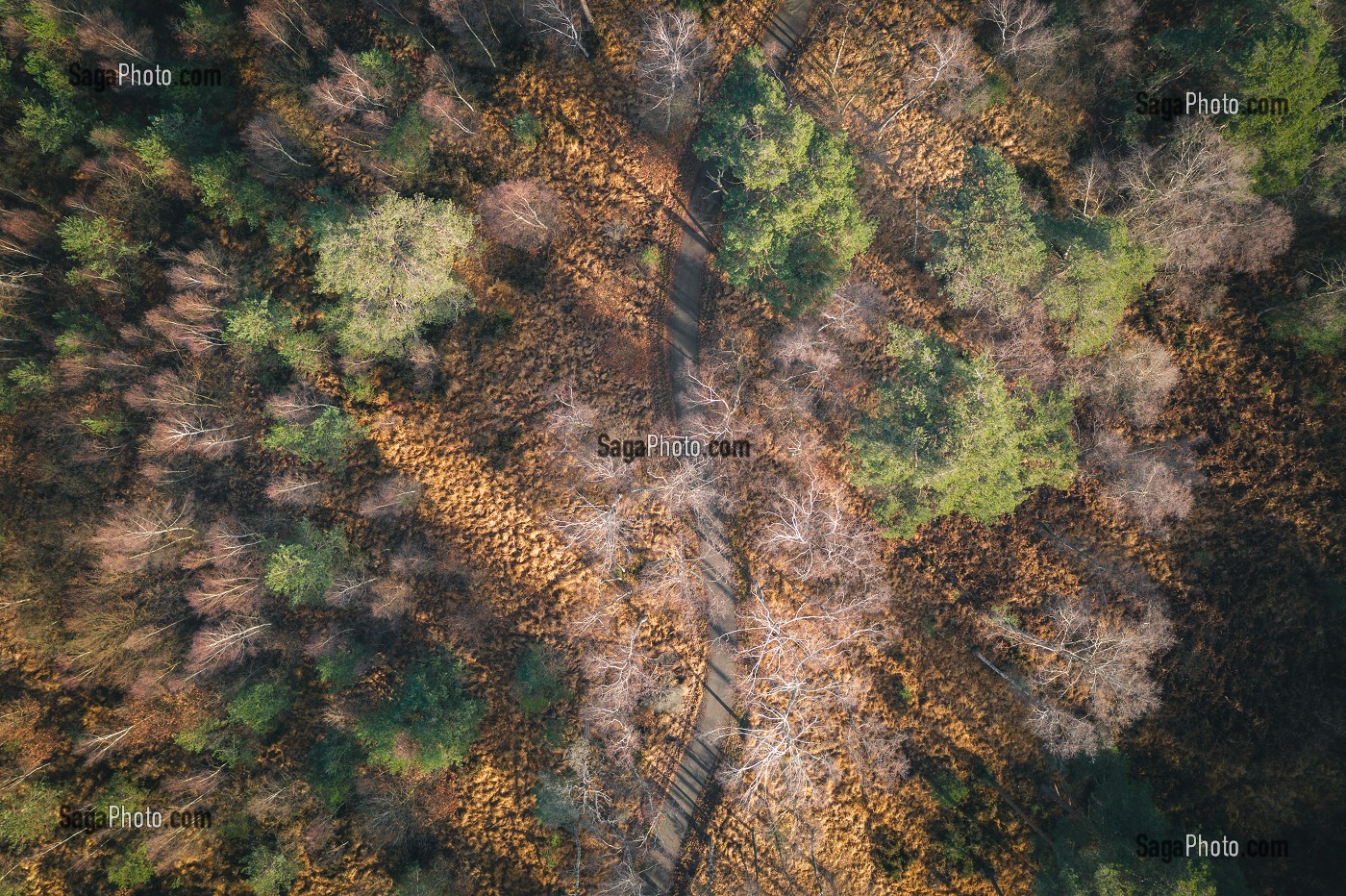 PISTE CYCLABLE DANS LA FORET DE RAMBOUILLET, YVELINES (78), ILE-DE-FRANCE, FRANCE 